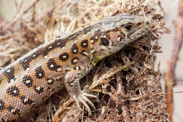 Sand Lizard, Lacerta agilis