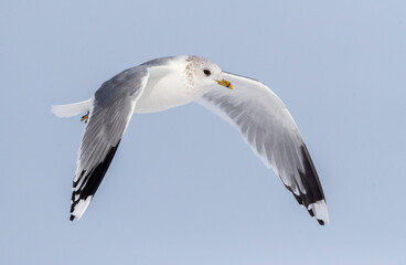 Fototapeta premium Common Gull, Larus canus
