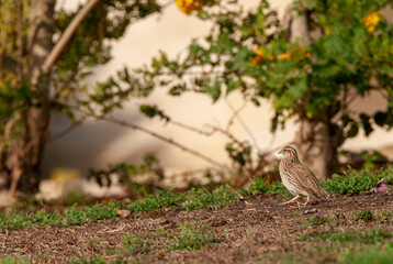 Common Quail, Coturnix coturnix