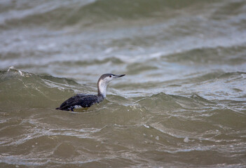 Red-throated Diver, Gavia stellata