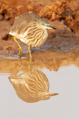 Indian Pond Heron, Ardeola grayii