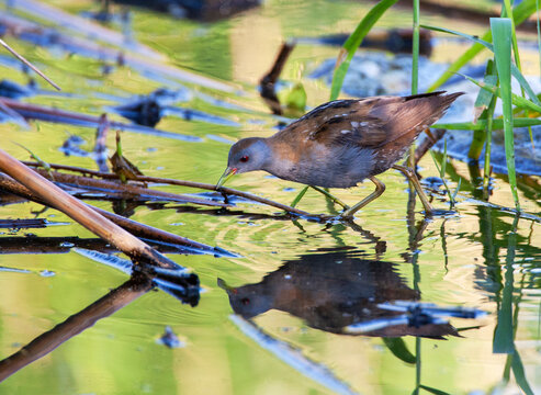Little Crake, Zapornia parva