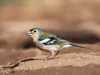 Madeira Chaffinch, Fringilla coelebs maderensis