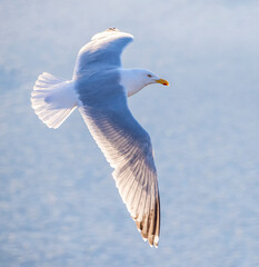 European Herring Gull, Larus argentatus