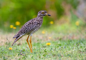 Spotted Thick-knee, Burhinus capensis