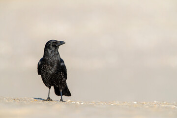 Carrion Crow, Corvus corone