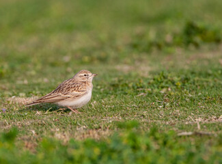 Fototapeta premium Greater Short-toed Lark, Calandrella brachydactyla