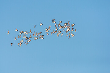 Little Auk, Alle alle