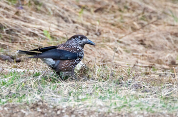 Spotted Nutcracker, Nucifraga caryocatactes