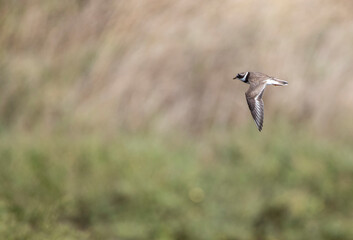 Semipalmated Plover, Charadrius semipalmatus