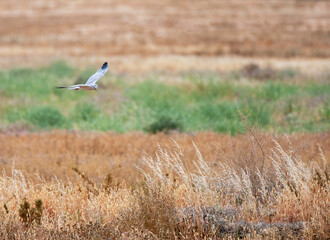 Pallid Harrier, Circus macrourus