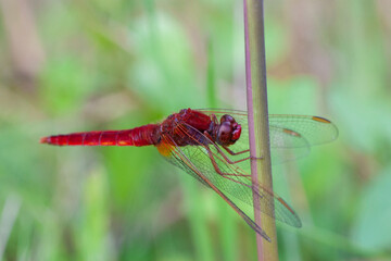 Broad Scarlet, Crocothemis erythraea