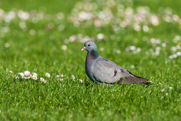 Stock Dove, Columba oenas