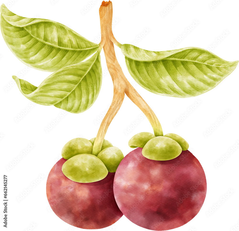 Wall mural mangosteen