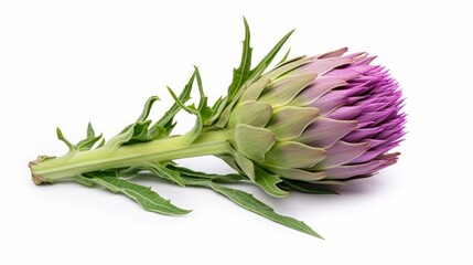 Obraz premium A visually isolated artichoke flower with its edible bud, presented alongside a cross-section view, all set against a clean white background for enhanced clarity and focus.