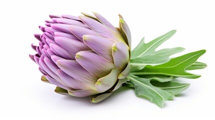 A visually isolated artichoke flower with its edible bud, presented alongside a cross-section view, all set against a clean white background for enhanced clarity and focus.