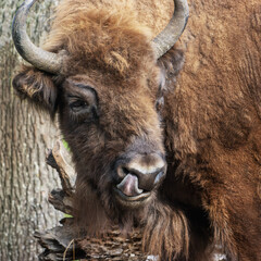 European bison - Bison bonasus a large adult bison licks