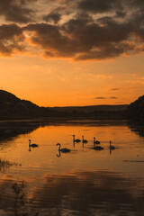 Mute swans swimming in a lake at sunset. Beautiful nature background. 