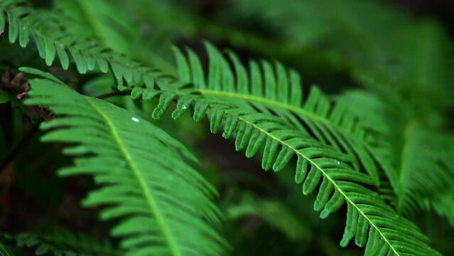 close up of the fern leaf in the forest