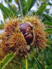 Close-up of a sweet chestnut breaking open