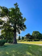 trees in the park