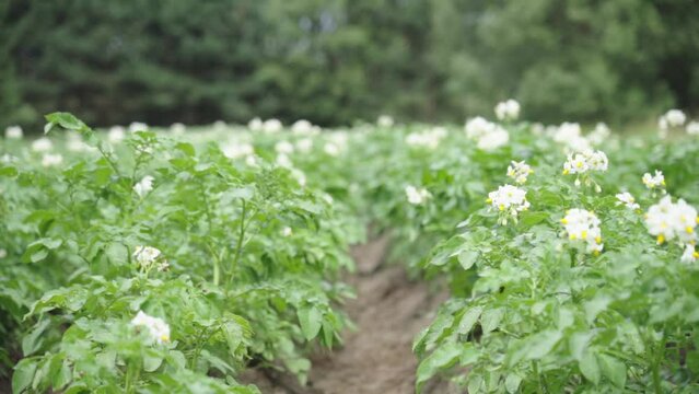 potato field flowering. Cultivation of solanaceous crops. close-up, selective focus High quality FullHD footage