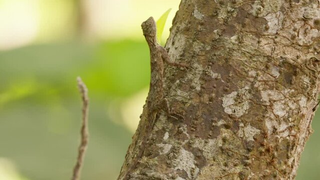 Draco lizard looking at camera proudly showing its colourful throat flap in asia