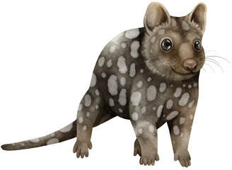 Cute Quoll  animal watercolor illustration