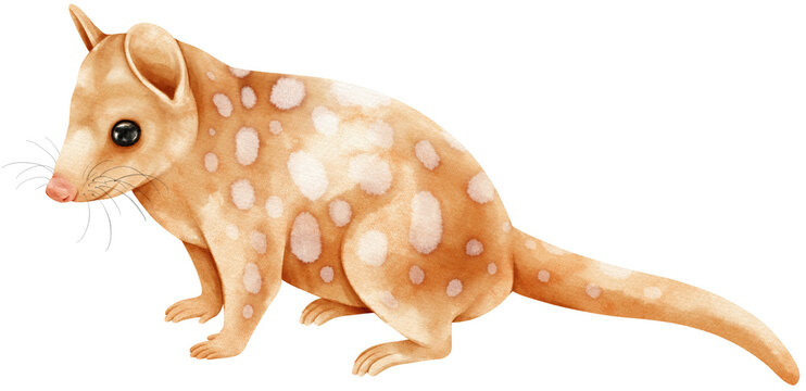 Tiger quoll Cute animal watercolor illustration