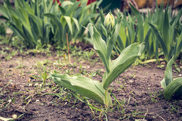 A large, unopened tulip, with a juicy stem and leaves. A tulip bud that has not yet blossomed.