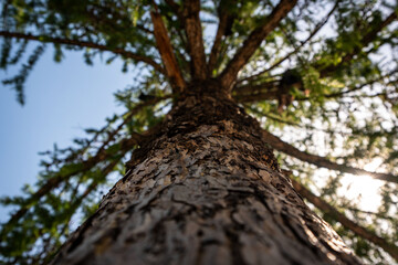 The textured trunk of a coniferous tree is photographed vertically into the sky. A frame with branches of a coniferous tree and a textured trunk, against the sky.