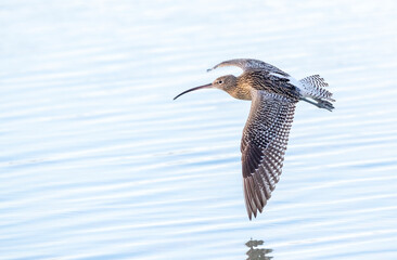 Eurasian Curlew, Numenius arquata