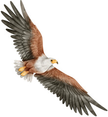 African fish eagle Bird watercolor illustration