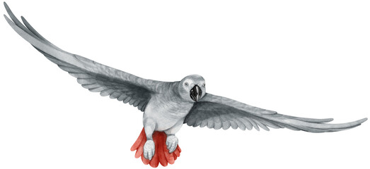 African Grey Parrot Bird watercolor illustration