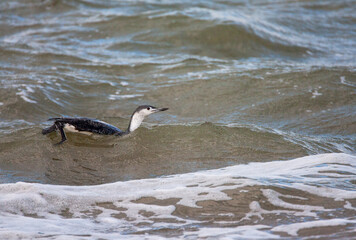 Red-throated Diver, Gavia stellata