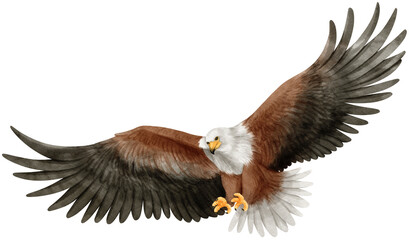 African fish eagle Bird watercolor illustration