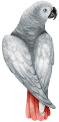 African Grey Parrot Bird watercolor illustration