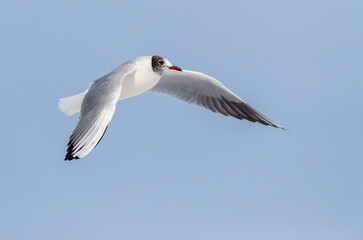 Obraz premium Common Black-headed Gull, Croicocephalus ridibundus