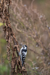 a mottled woodpecker sits on a branch