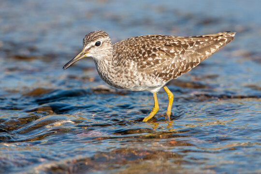 Wood Sandpiper, Tringa glareola