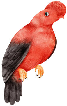 Andean cock of the rock Bird watercolor illustration