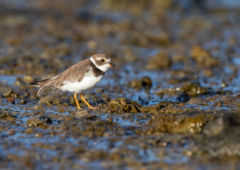 Semipalmated Plover, Charadrius semipalmatus