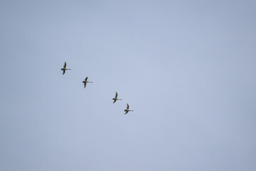 a flock of geese flying in the sky