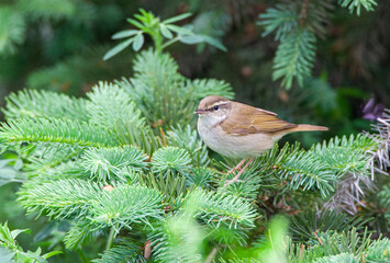 Pale-legged leaf warbler, Phylloscopus tenellipes