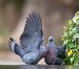 Trocaz Pigeon, Columba trocaz