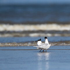 Sandwich Tern, Thalasseus sandvicensis