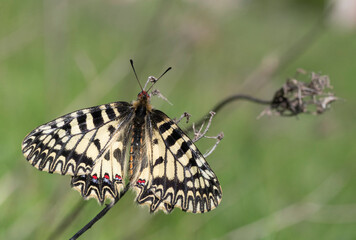 Southern Festoon, Zerynthia polyxena