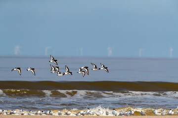 Eurasian Oystercatcher, Haematopus ostralegus