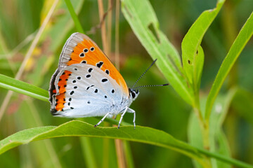 Dutch Large Copper, Lycaena dispar batava