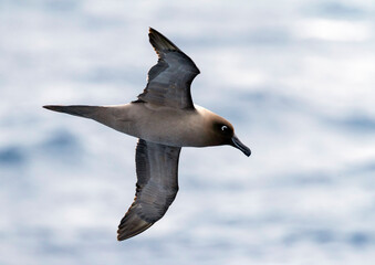 Light-mantled Albatross, Phoebetria palpebrata